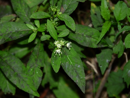 {Penthorum sedoides}